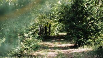 A forest path surrounded by trees.