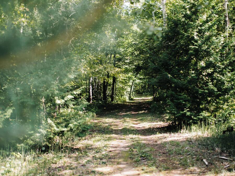 A forest path surrounded by trees.