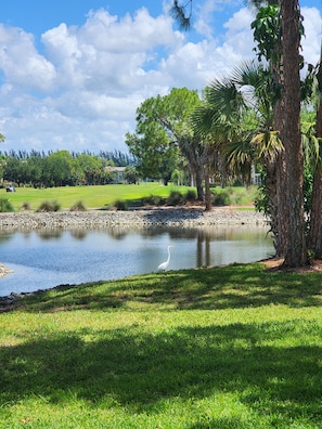 A calm pond with a white bird, surrounded by lush greenery and trees.