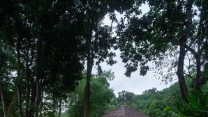 A thatched-roof bungalow surrounded by dense forest, with a paved path leading to it. - Phapok Eco Resort (Suan Phueng)