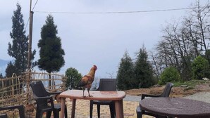 Un espacio al aire libre rústico con una mesa y sillas, rodeado de árboles y una valla de bambú.