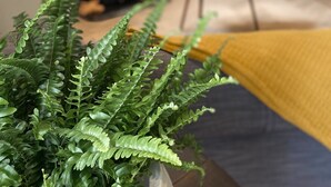 A living room with a large fern plant in the foreground, a sofa, a small table, and a television mounted on the wall. - The Old Stables - Luxury Dartmouth town centre apartment w/ parking permit (Dartmouth)