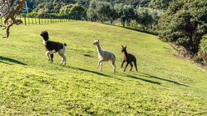 Ruohikkoalue, jolla on kolme laamaa.