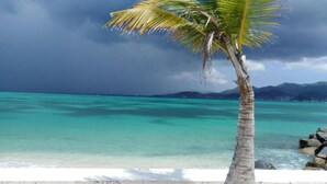 Een strand met helder turquoise water, een palmboom en rotsachtige landtongen.