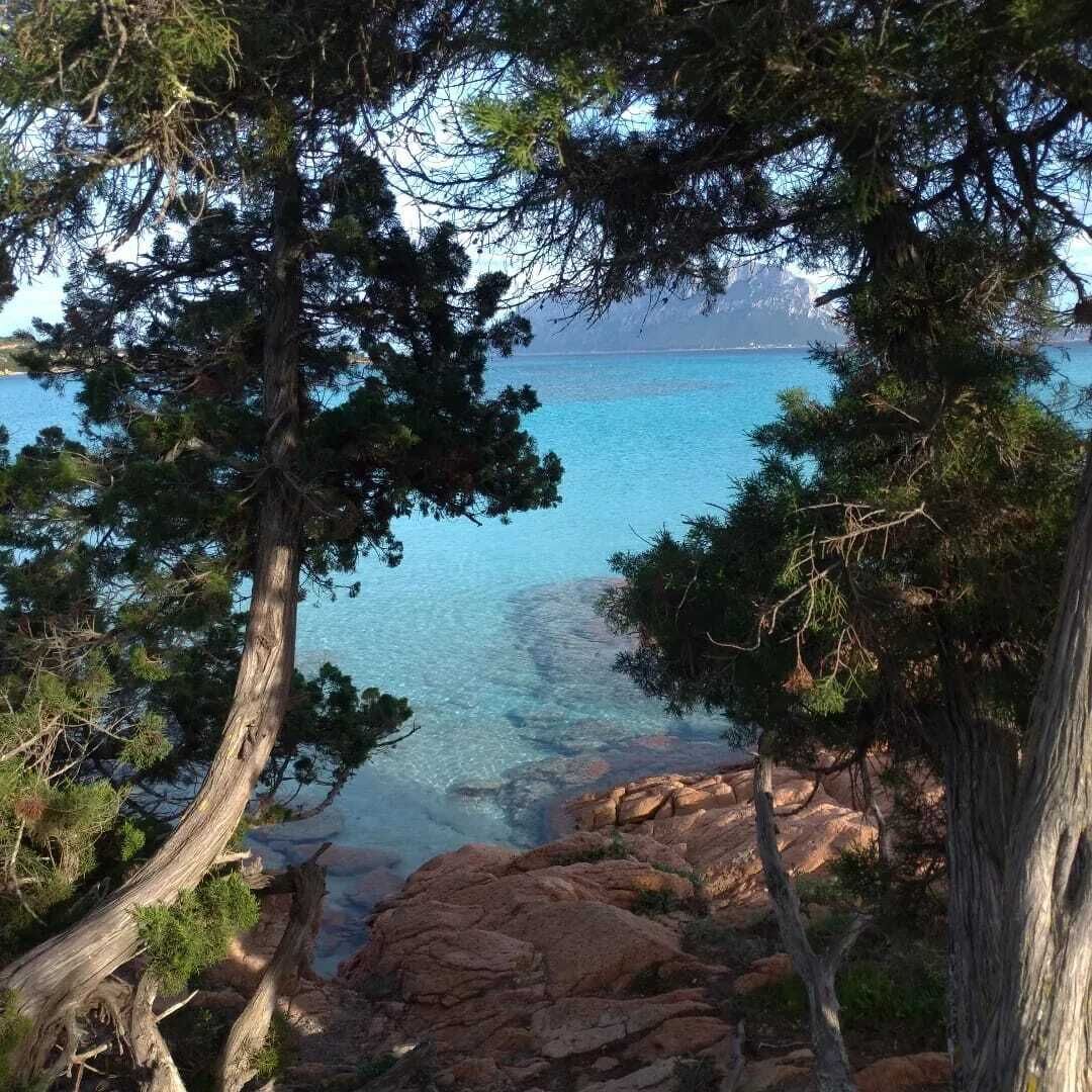 Un paisaje costero con aguas azul cristalino, terreno rocoso y densos pinos.