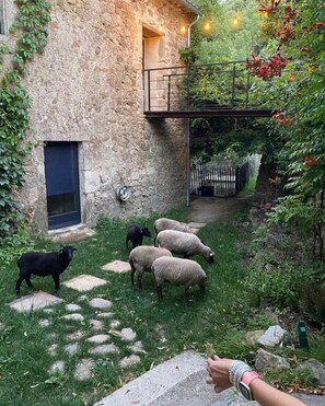 Property grounds - Mas en Cevennes (Mialet)