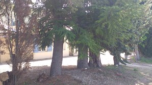 A row of tall evergreen trees in a landscaped area with a building in the background.