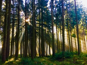 A dense forest with tall trees and sunlight filtering through the canopy.