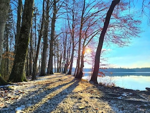 A forest path leading to a lake with trees on either side.