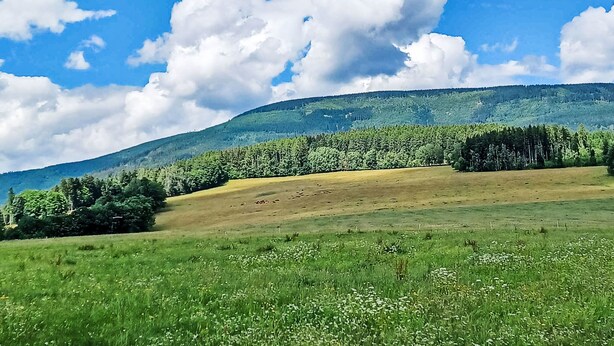Een uitgestrekt veld met een bebost heuveltje op de achtergrond, onder een heldere blauwe lucht.