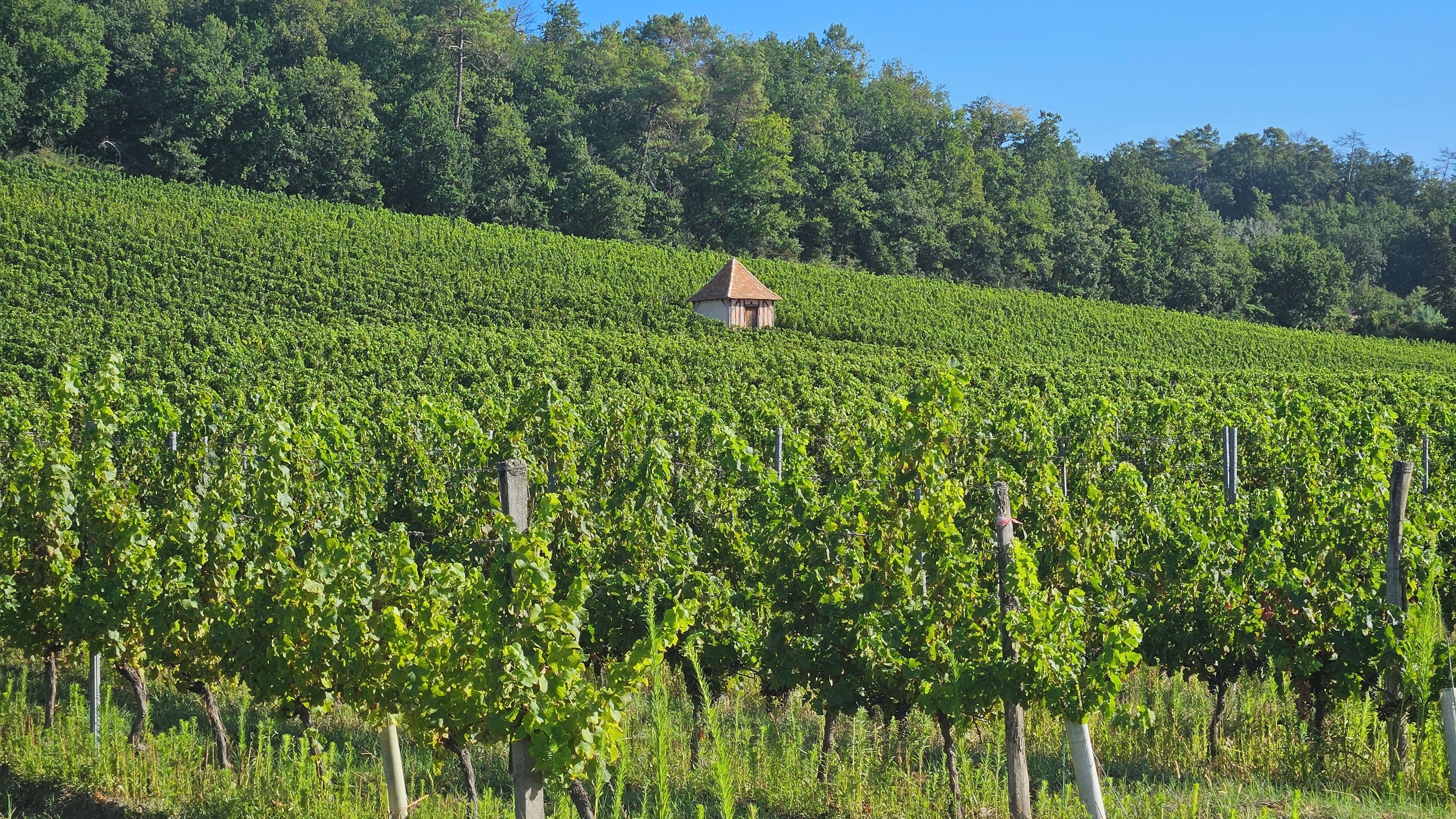 A vineyard with rows of grapevines and a small building in the distance.