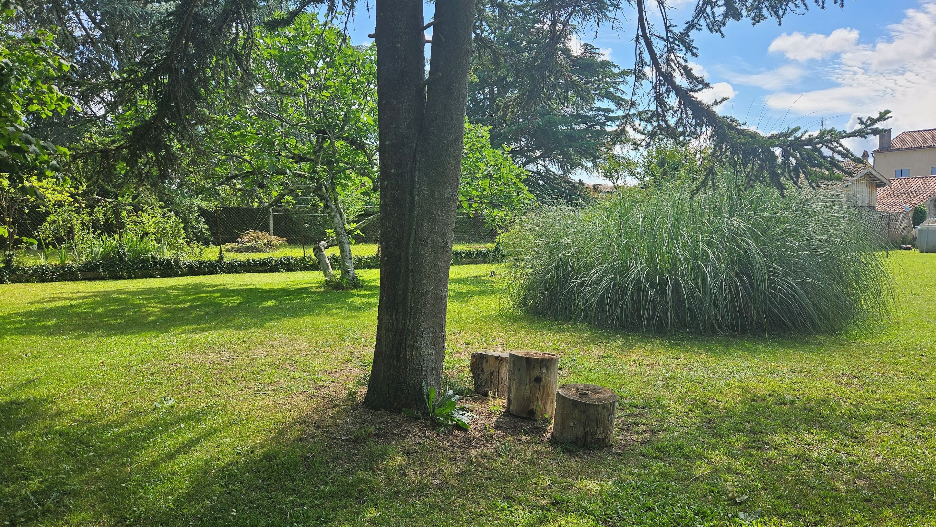 Una zona verde bien cuidada con árboles y un arbusto grande.