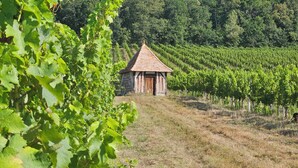 A vineyard with rows of grapevines and a small stone building with a tiled roof. - Les Deux Chênes (Le Fleix)