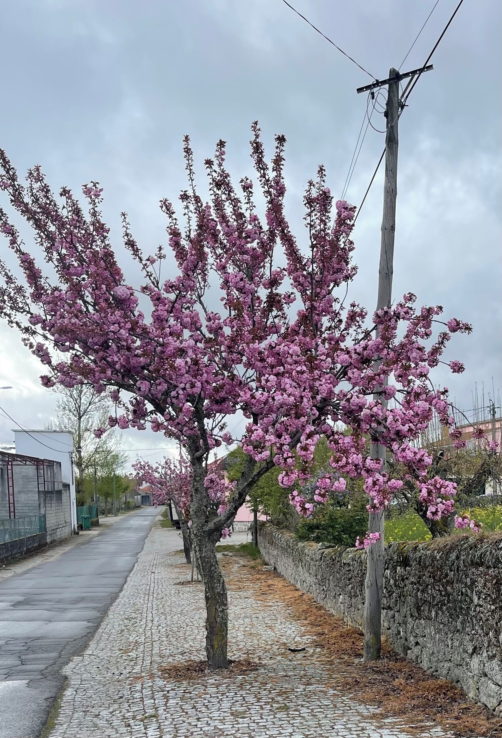 Un sentier pavé de pierres, bordé d’arbres en fleurs et délimité par un mur de pierres.