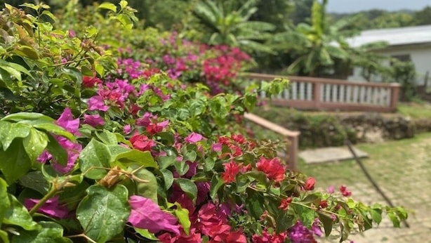 En trädgård med bougainvillea och ett trästaket i bakgrunden.
