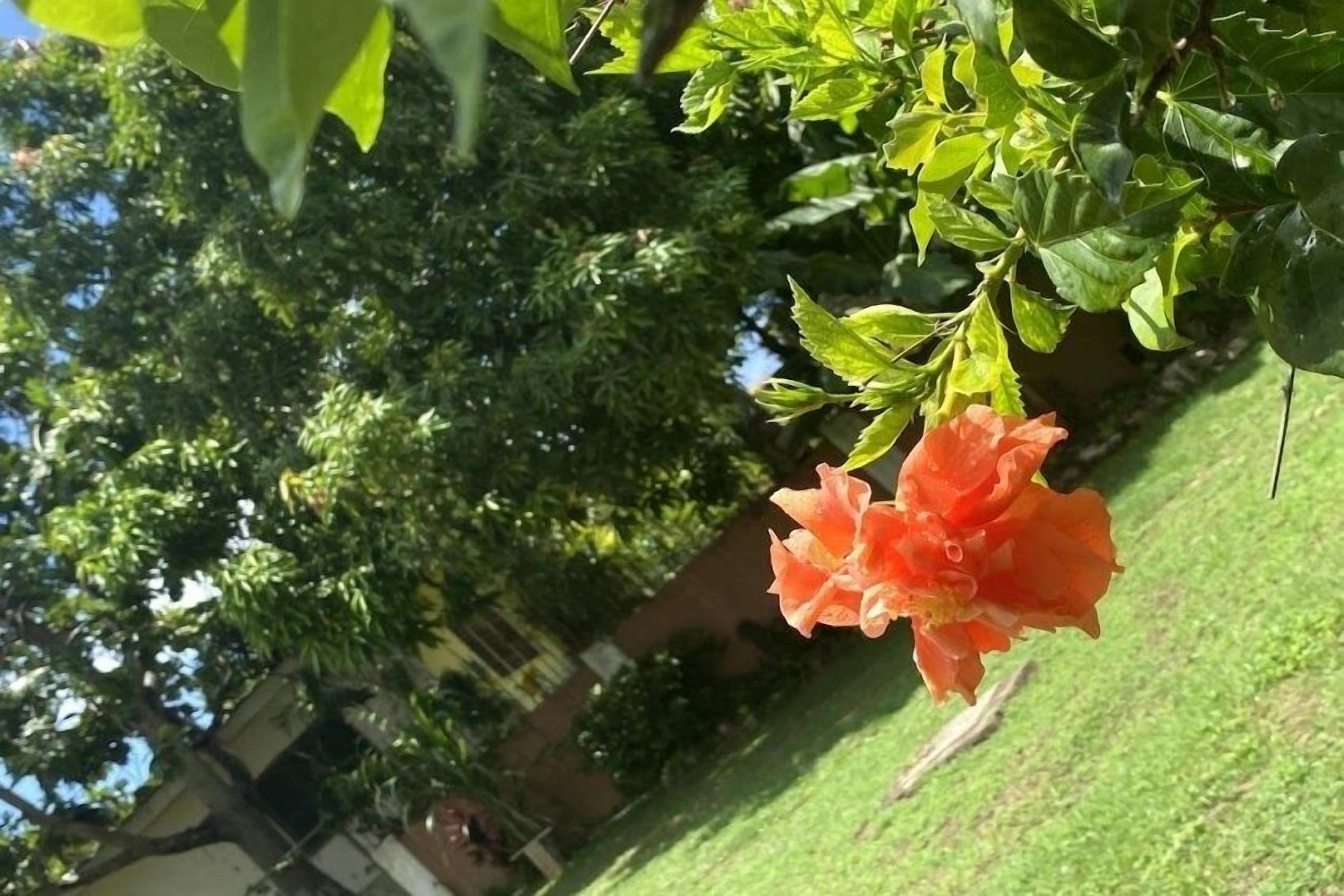 Een tuin met één oranje bloem op een tak.