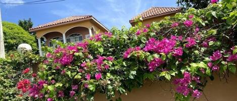 A building with a tiled roof and a wall covered in vibrant pink flowers.