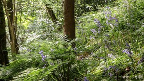 A dense forest with tall trees and undergrowth. - Lands Brow Lodge (Wigton)