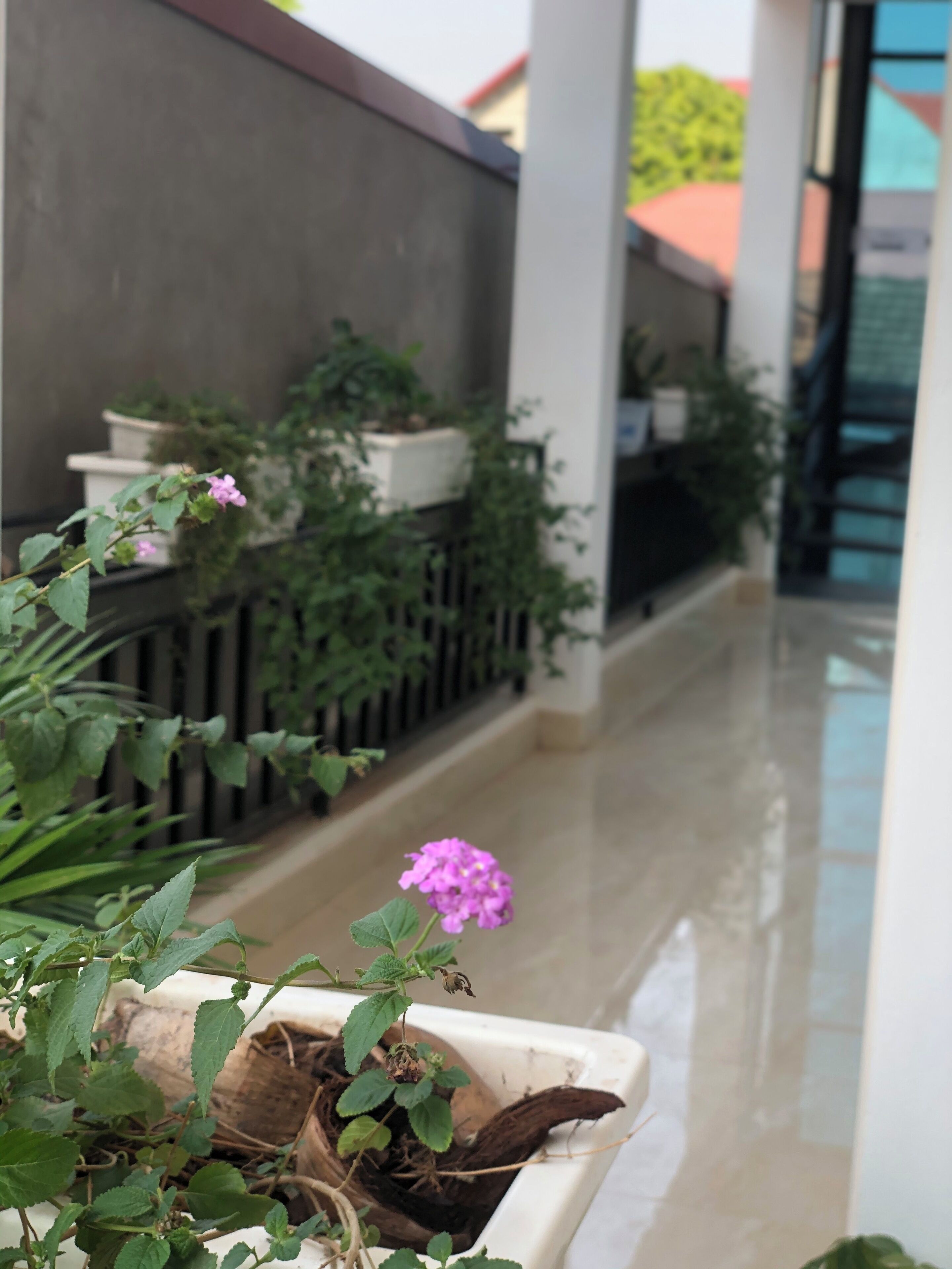 Une plante en pot avec une fleur violette sur un balcon.