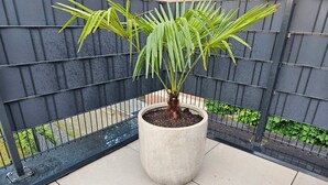 Une plante en pot sur un balcon doté d’une rambarde en métal.