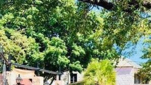 Eine blaue Metallkonstruktion mit Dach, möglicherweise ein überdachter Gang oder Sitzbereich, umgeben von üppiger Vegetation und einem Gebäude im Hintergrund.