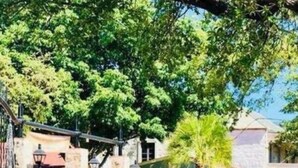 Une cour avec une pergola bleue, une enseigne portant le numéro 325 et de nombreuses plantes vertes luxuriantes.