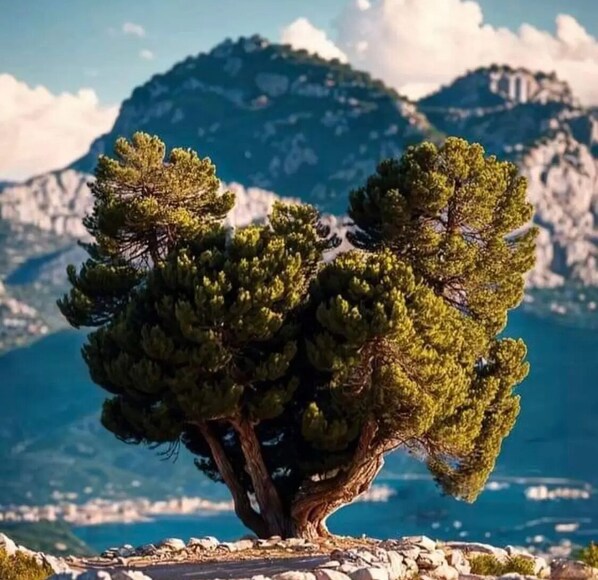 A tree with a twisted trunk and dense foliage, set against a mountainous backdrop with a clear sky.
