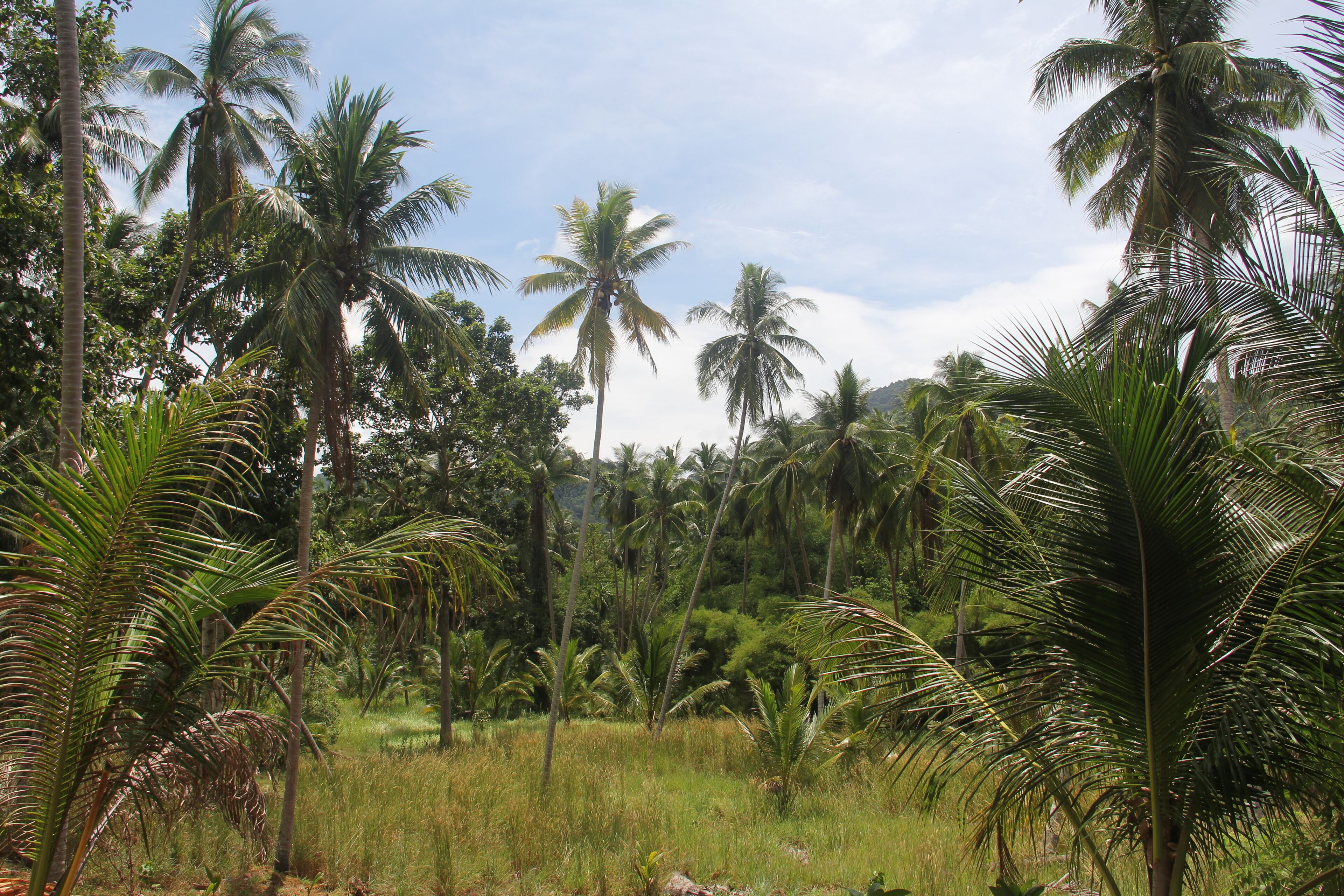 A lush tropical landscape with palm trees and dense greenery.