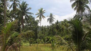 A lush tropical landscape with palm trees and dense greenery.