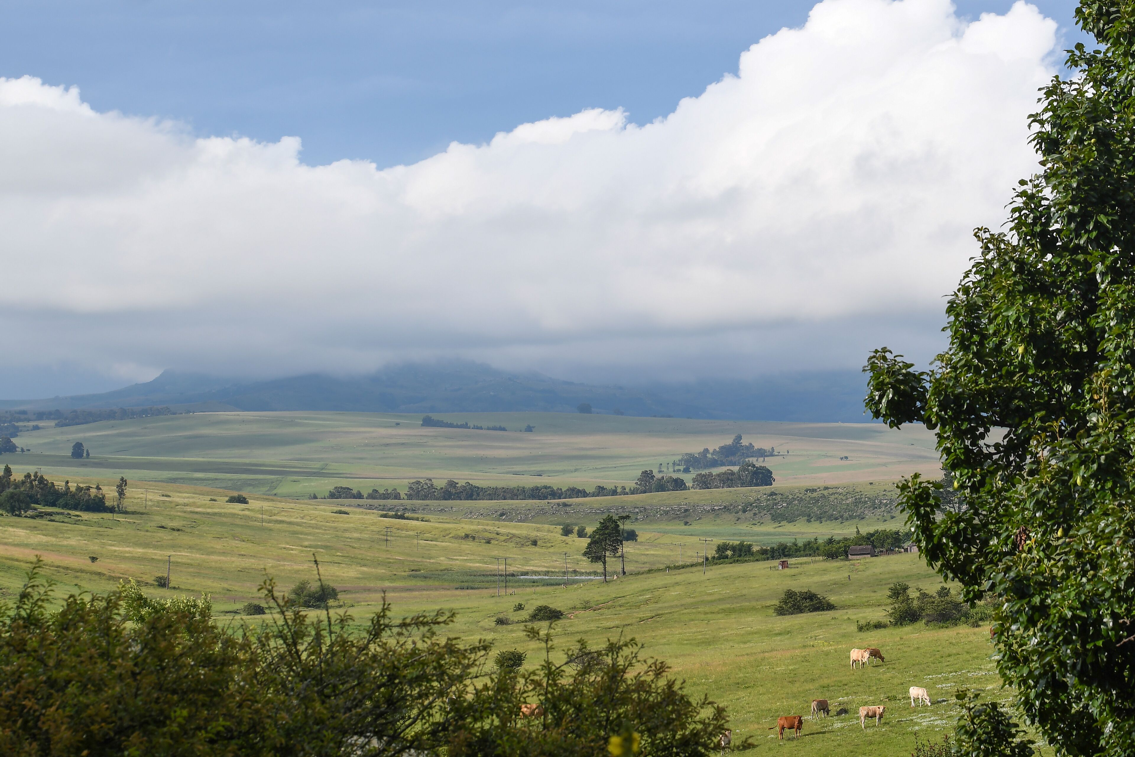 Ländliche Landschaft mit sanften, grünen Hügeln, vereinzelten Bäumen und fernen Bergen unter einem teilweise bewölkten Himmel.