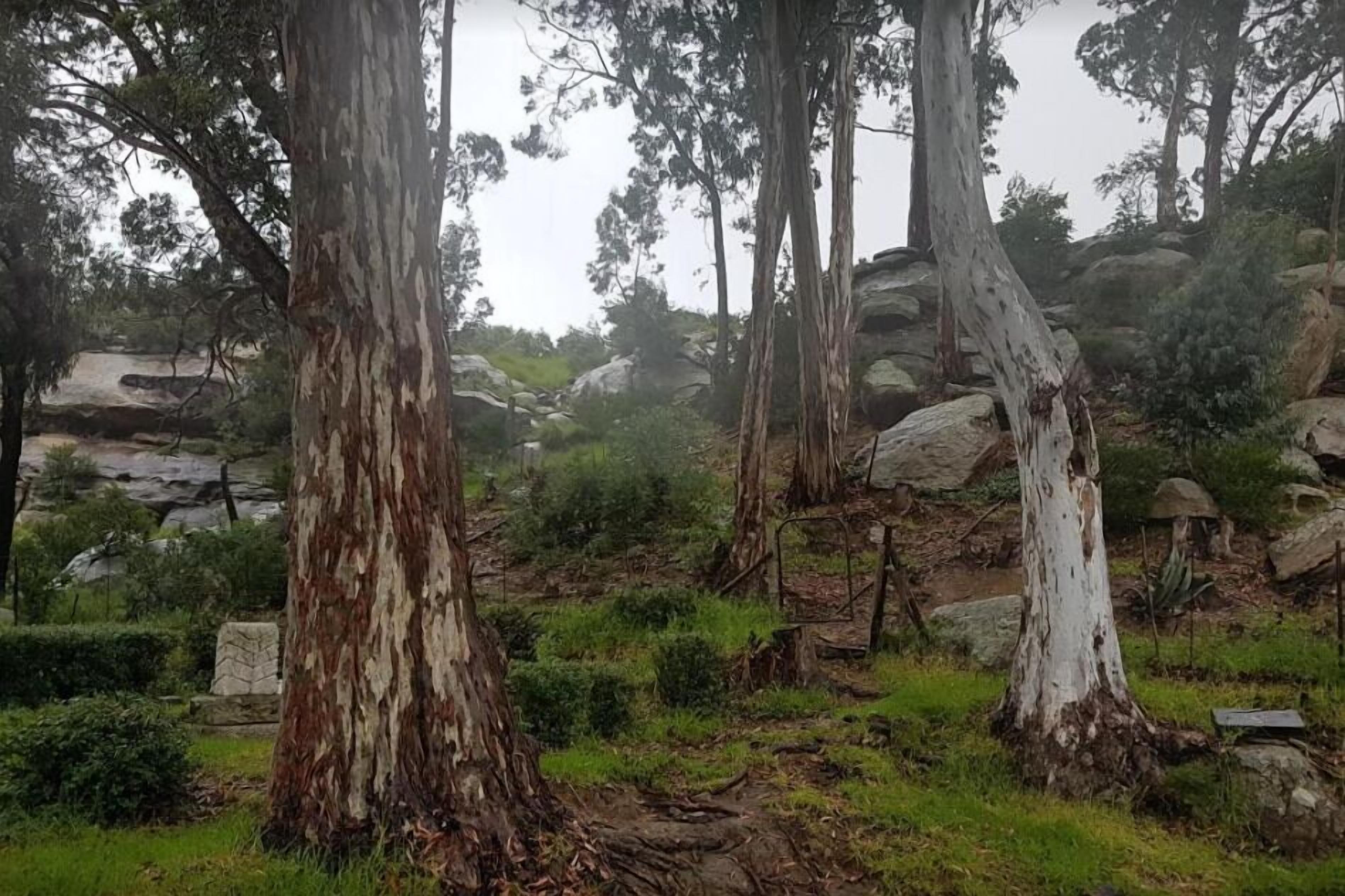 Un paysage naturel composé d’eucalyptus, de rochers et de végétation luxuriante.