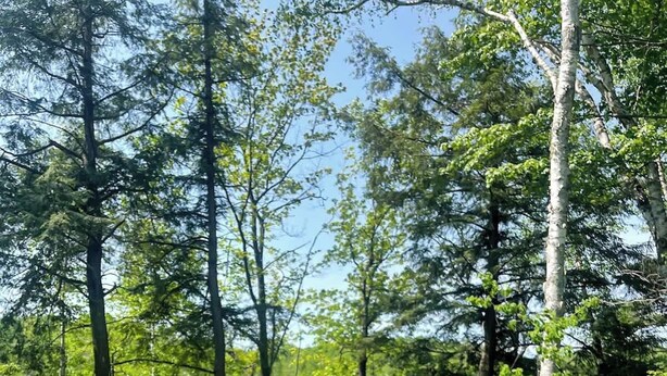 Property grounds - Gleason Lakefront House: Fire Pit, Kayak & Views! (Gleason)