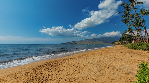Una playa con cielos despejados, palmeras y una cadena montañosa a lo lejos.