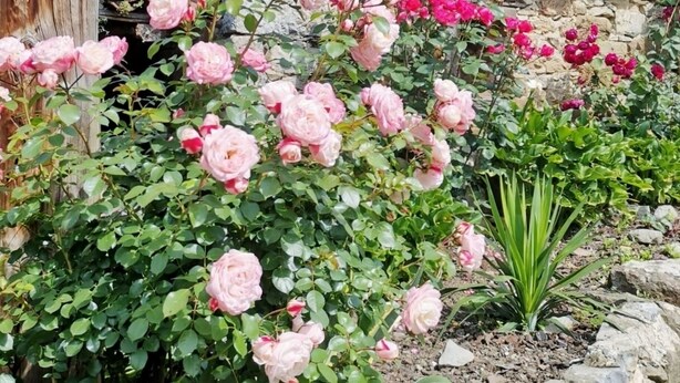 Une construction rustique en bois, surmontée d’un toit de tuiles, entourée d’un jardin où poussent des roses roses et rouges.