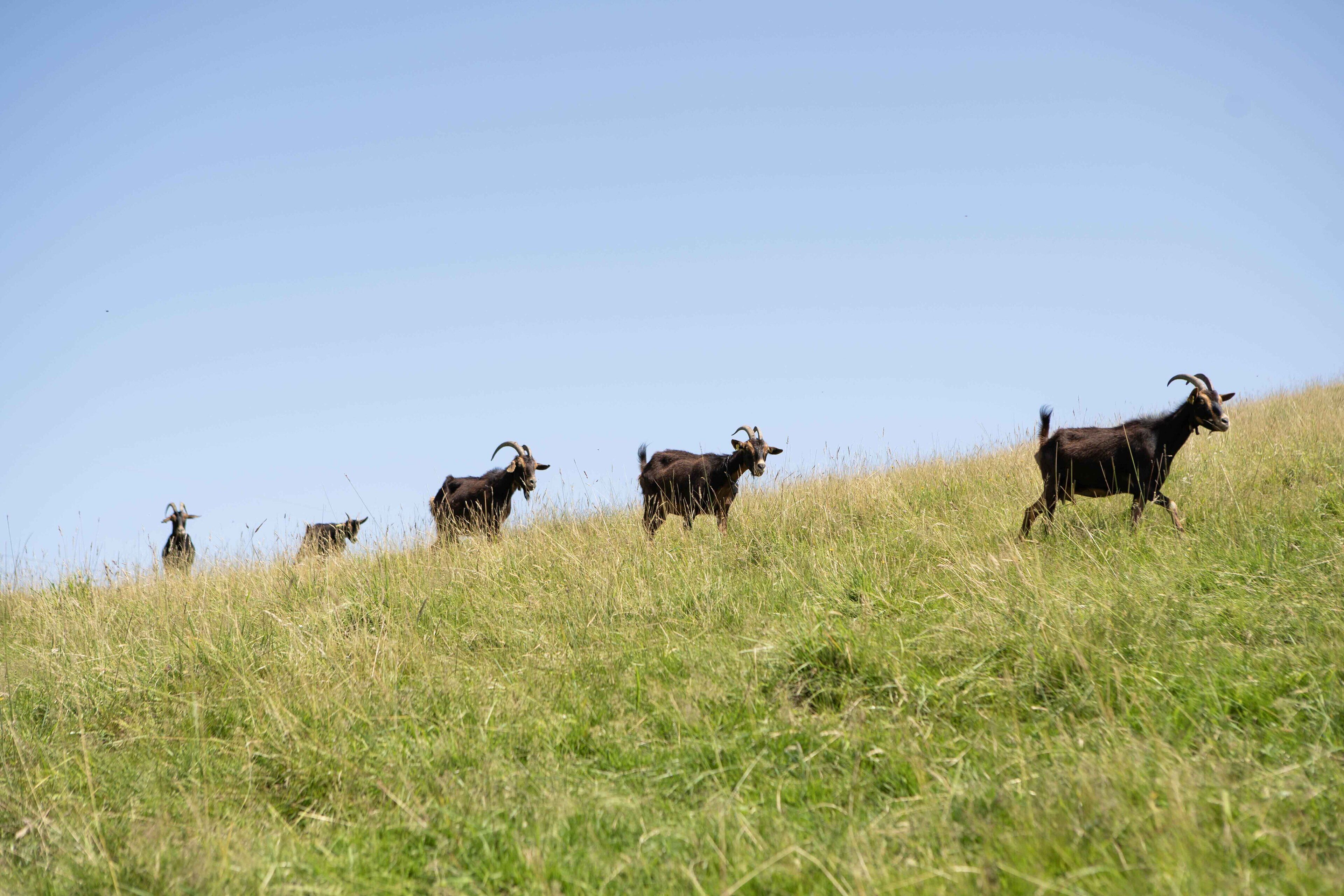 Photo - Paorra Baserria