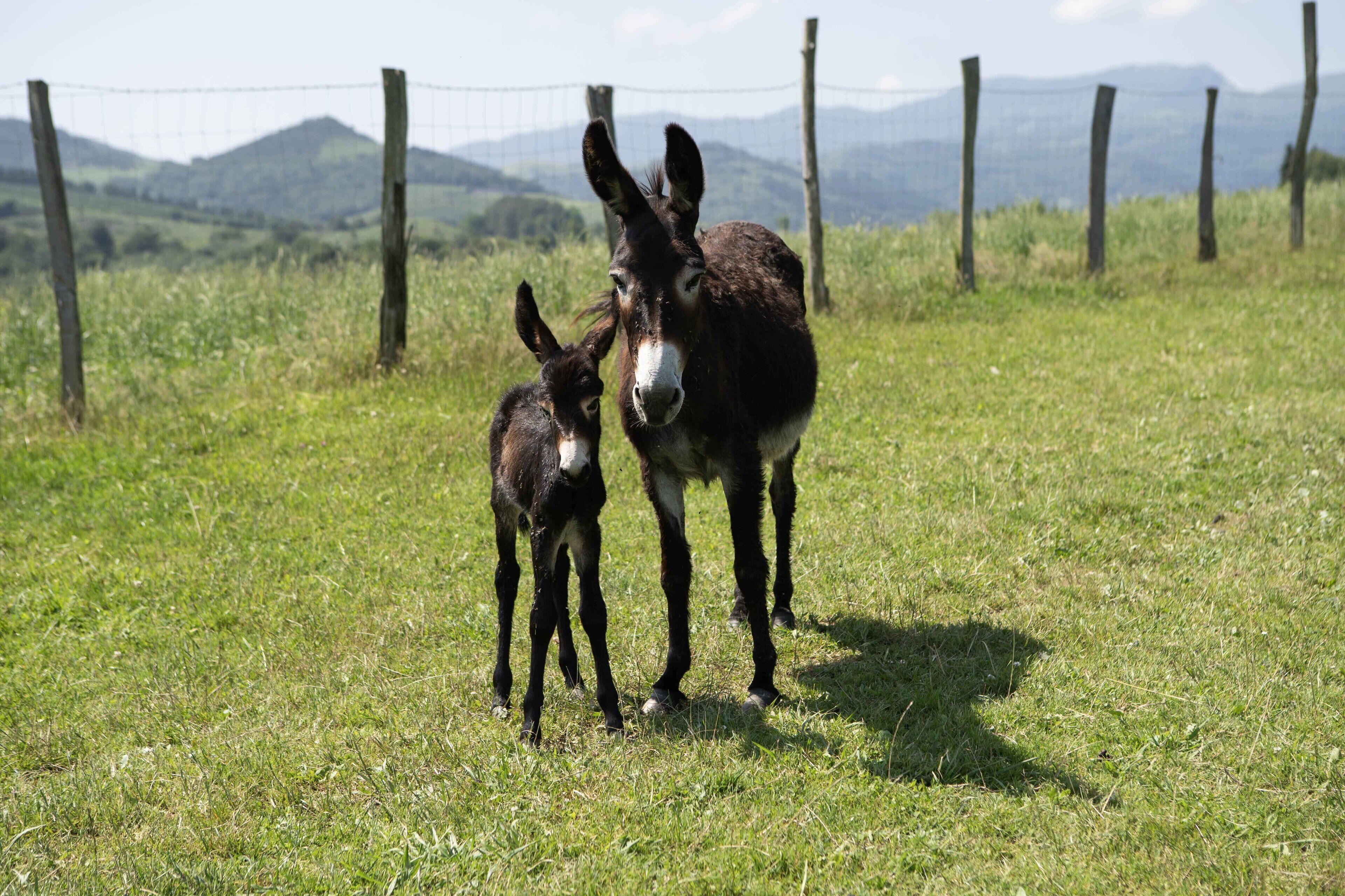 Photo - Paorra Baserria