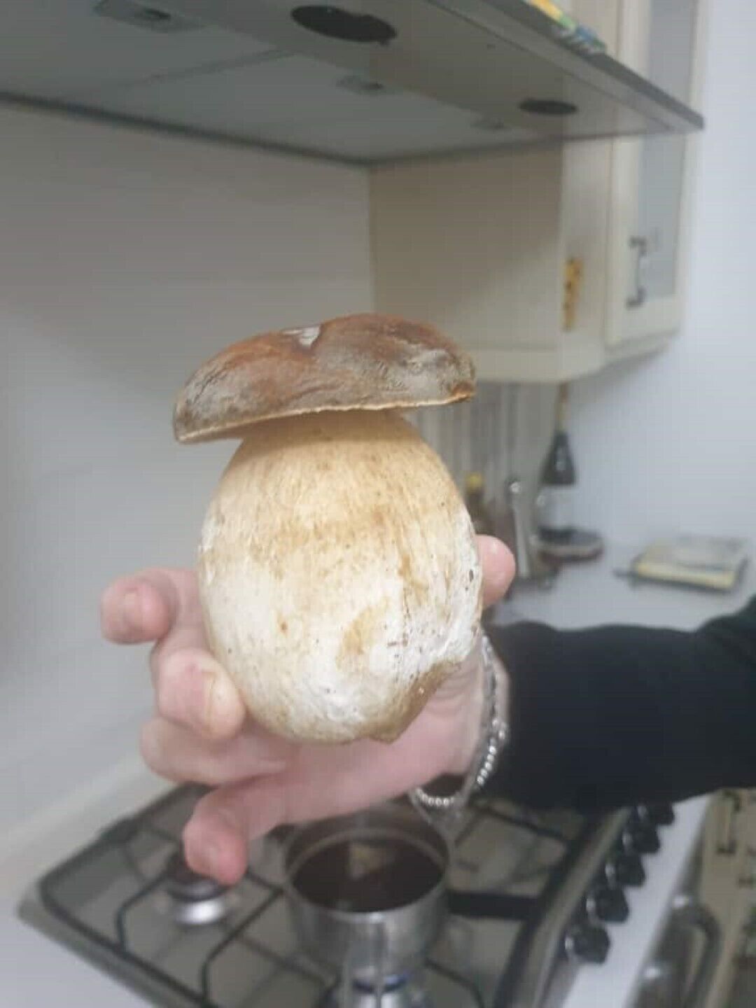 A hand holding a large mushroom.