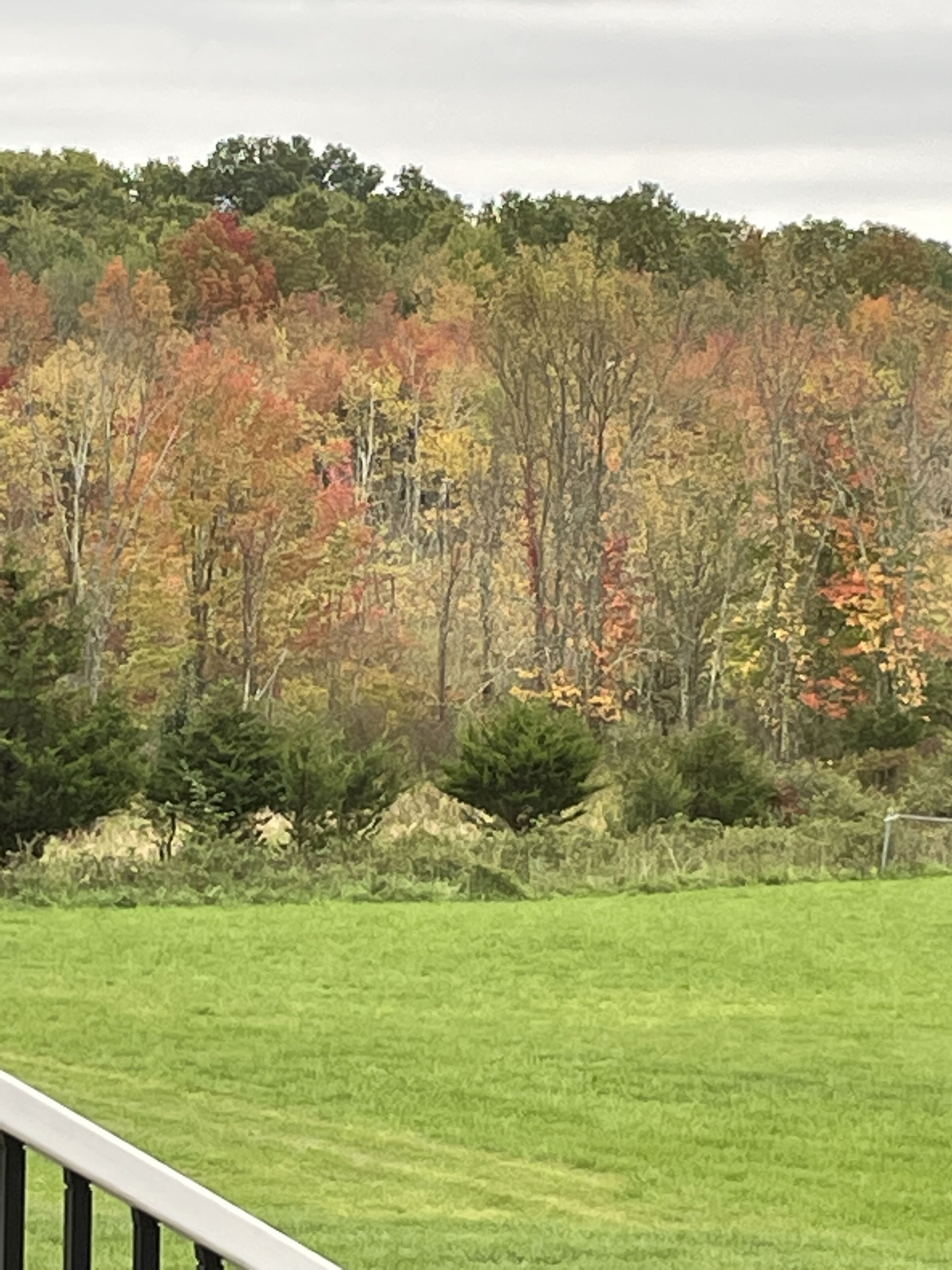 Our Fall view from the back porch!

