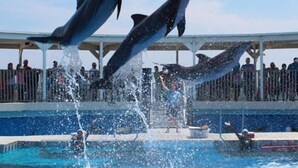 A dolphin show with dolphins leaping out of the water at a poolside event. - Island Breeze Walk to Beach 3/2 Sleeps 10 Okaloosa Island Fort Walton Beach (Fort Walton Beach)