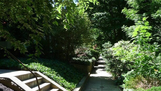 A concrete staircase leading up a path surrounded by dense greenery. - Entire basement apartment - 2067 Park Road, Nw Dc. (Washington)