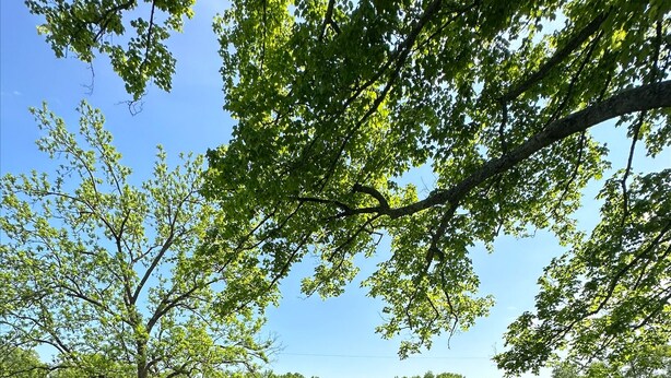 A grassy outdoor area with trees and a clear sky. - Quiet Cottage in the heart of Burr Oak State Park. (Glouster)