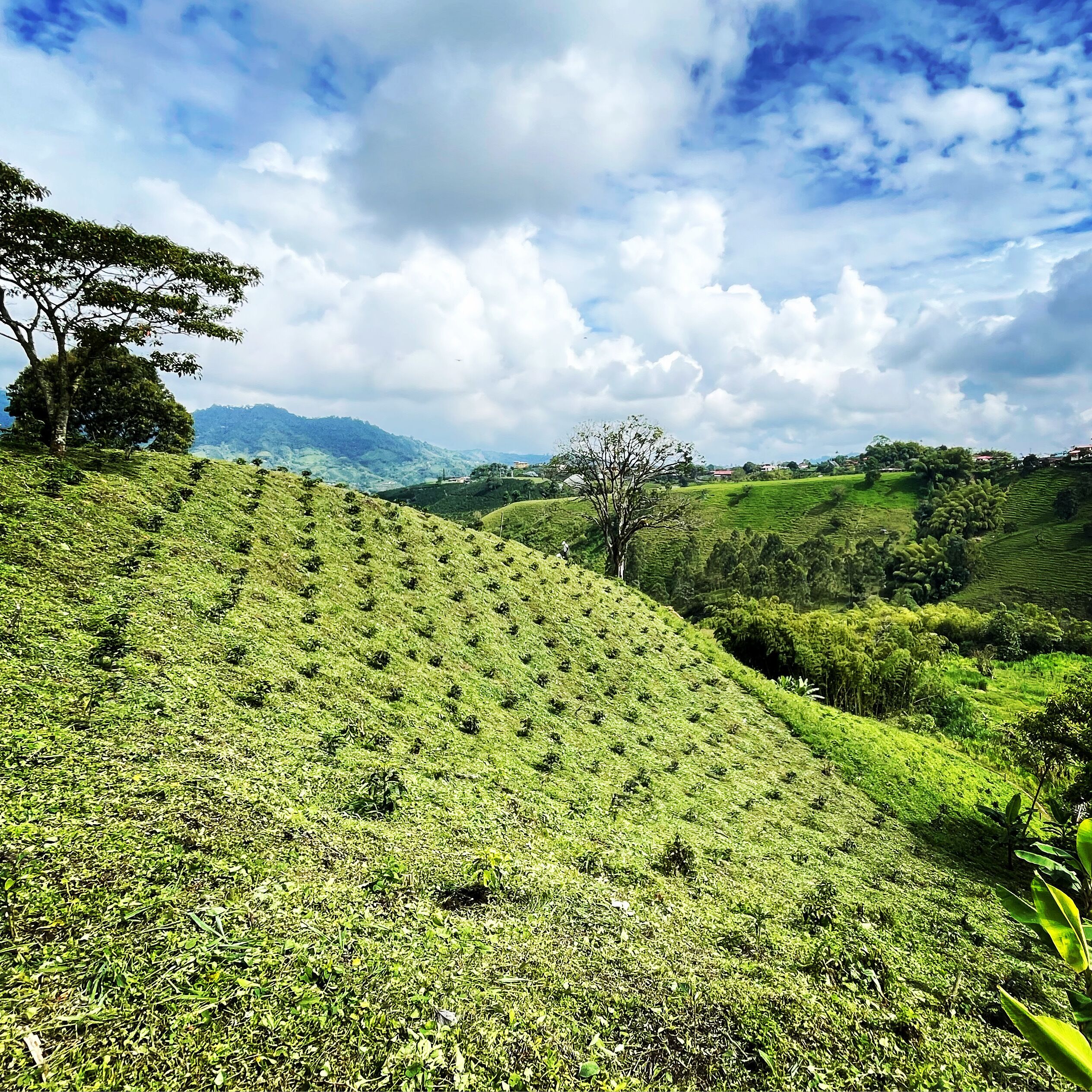 A lush green landscape with terraced fields and a few scattered trees.
