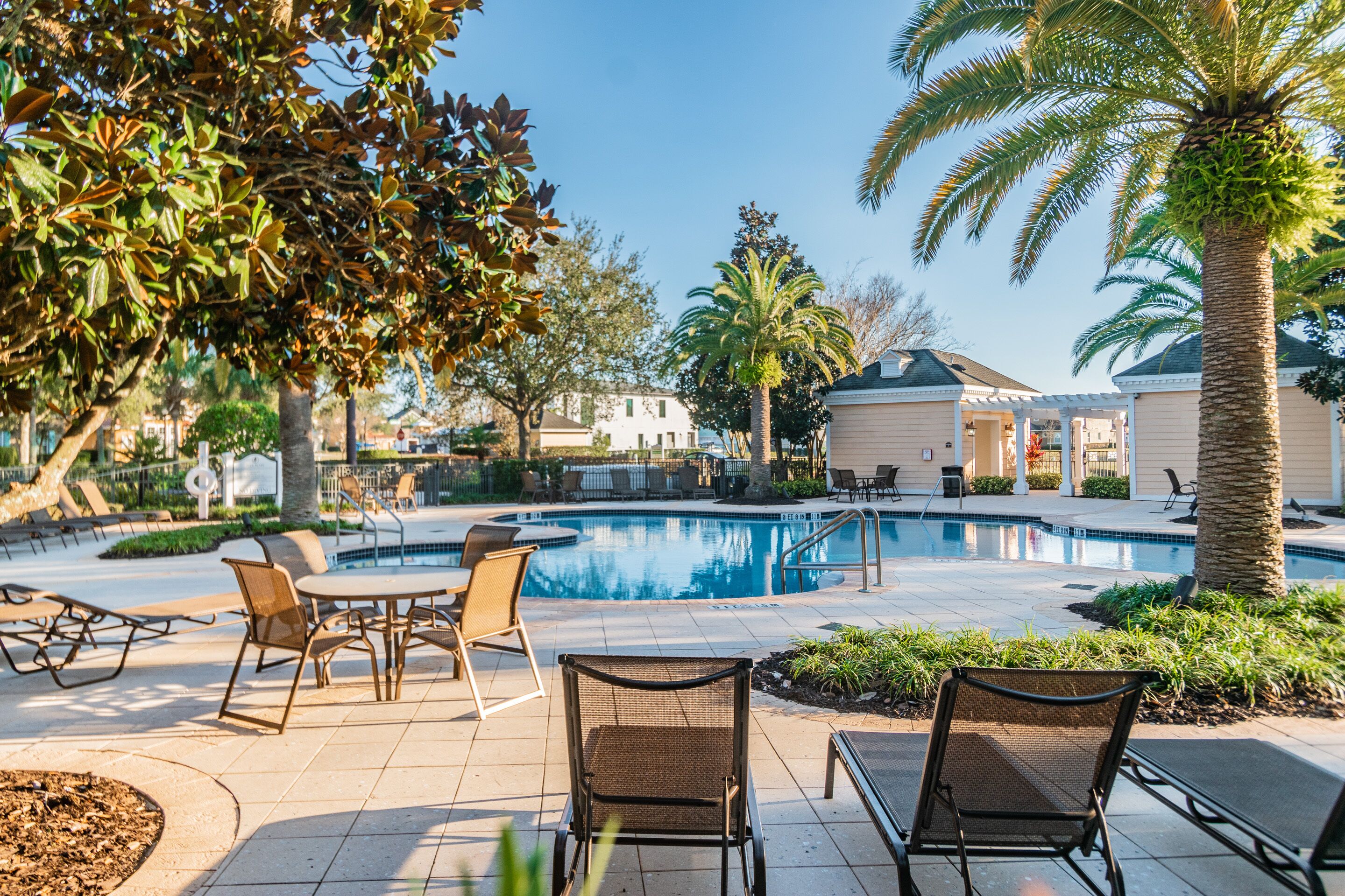 A pool area with lounge chairs and a palm tree.
