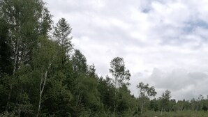 A wooden boardwalk in a forested area with dense trees and greenery.