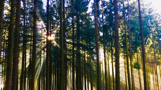 A dense forest with tall trees and sunlight filtering through the canopy.