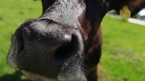A close-up of a cow's face with a yellow ear tag.