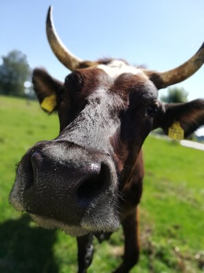 A close-up of a cow's face with a yellow ear tag.