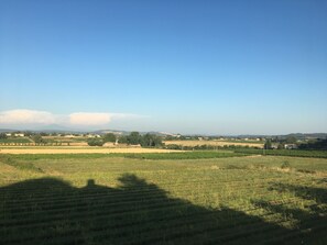 Ein Weinberg mit Reihen von Weinreben unter blauem Himmel.