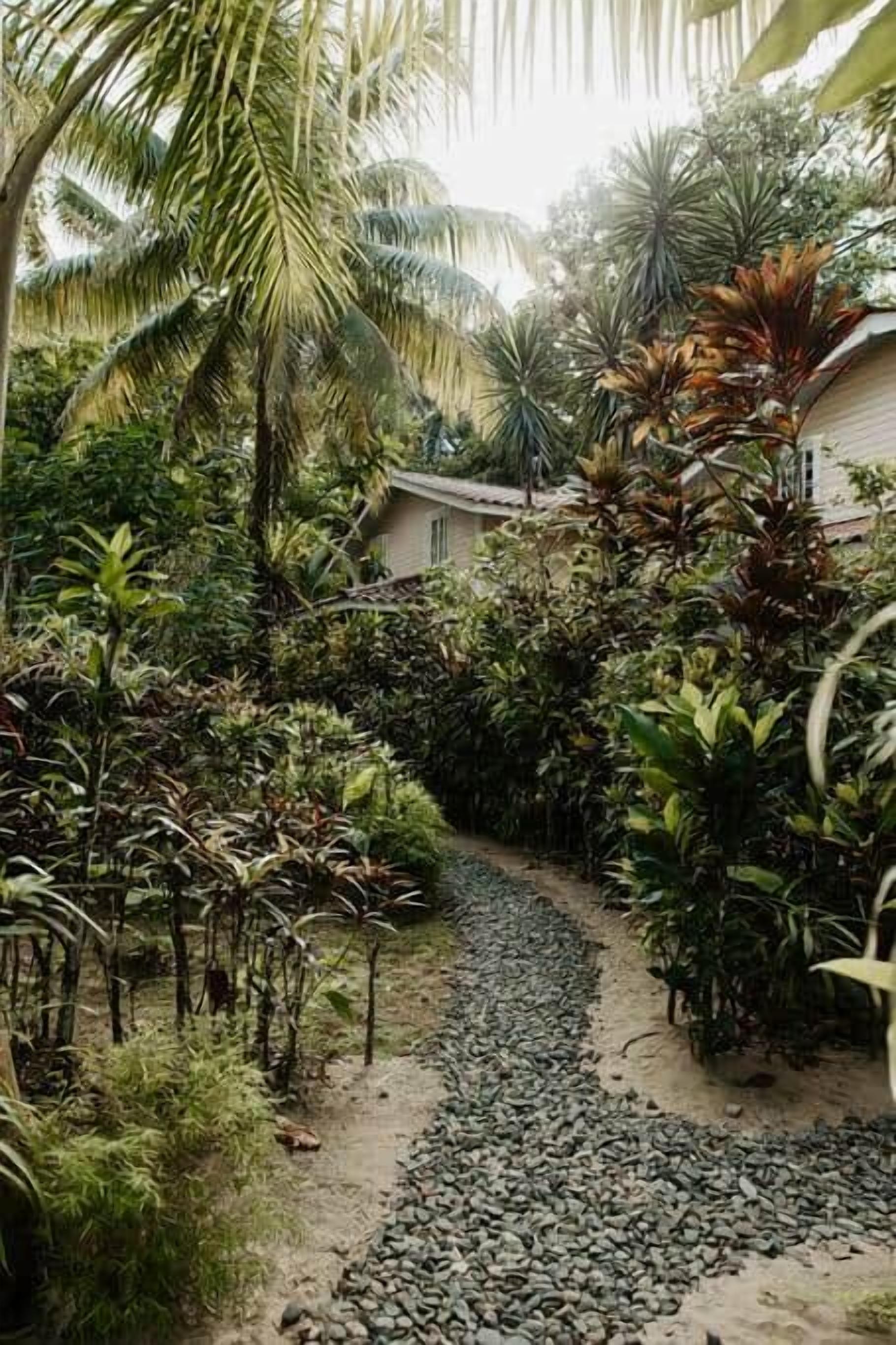 A pathway surrounded by dense tropical vegetation leading to a building.