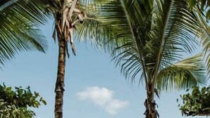 Two white lounge chairs under palm trees by the beach with a view of the ocean.